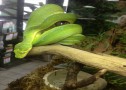 Green Tree Python - Sorong Type