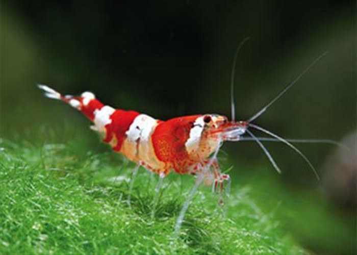 Crystal Red Shrimp