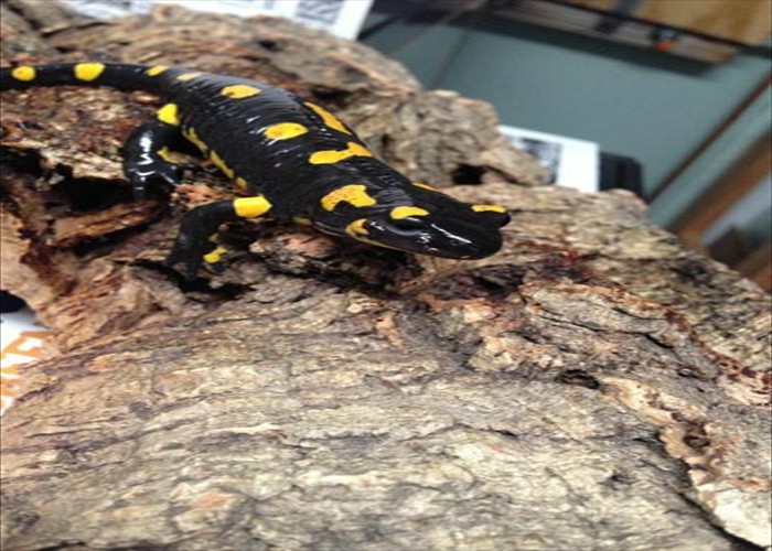 European Fire Salamander