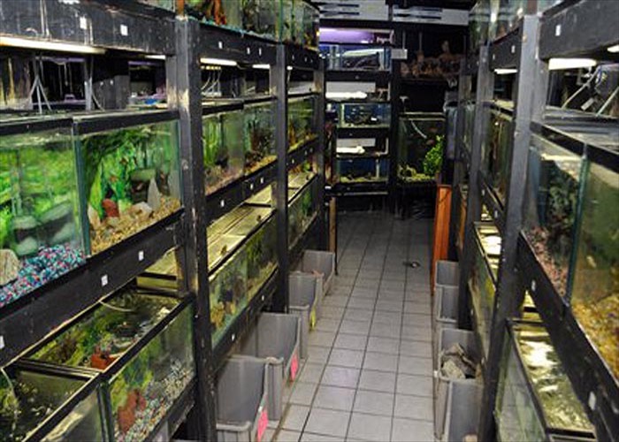 Fish Tanks