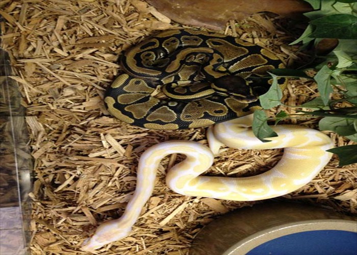 Ghost Ball Python and  Albino Ball Python