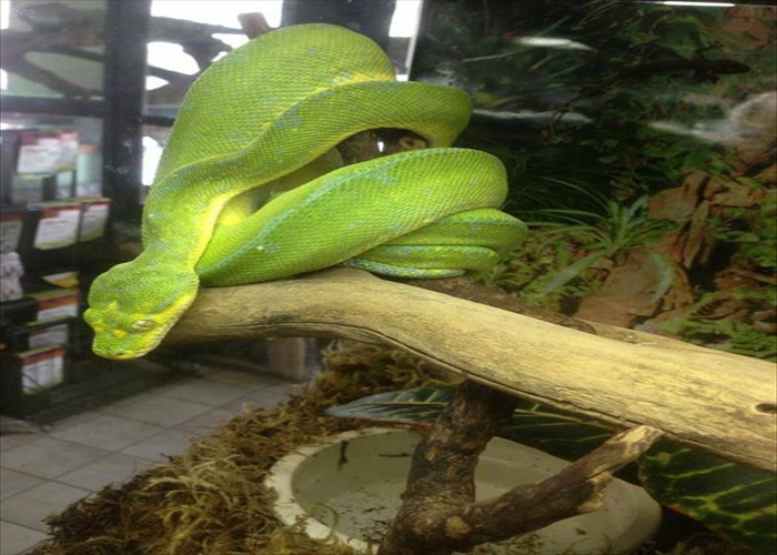 Green Tree Python - Sorong Type