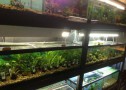 Aquatic Plants