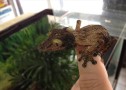 Mossy Leaf Tail Gecko